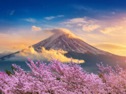Khám Phá Mùa Xuân Hoa Anh Đào Nhật Bản 2024 6N5Đ