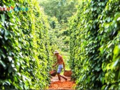 DN04 – HIGHLIGHTS OF PQC “WITHOUT” CABLE CAR